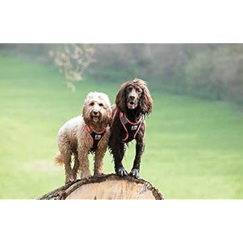 3 peaks expedition dog harness