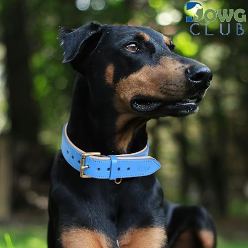 Image of Genuine Leather Dog Collar, Blue, Medium, Brass Buckle, Padded | 1 Inch Wide, Fit Neck Size - 14.5 inch - 18.5 inch, Double D Ring, Adjustable, Thick Leather, Heavy Duty, Soft Leather padding