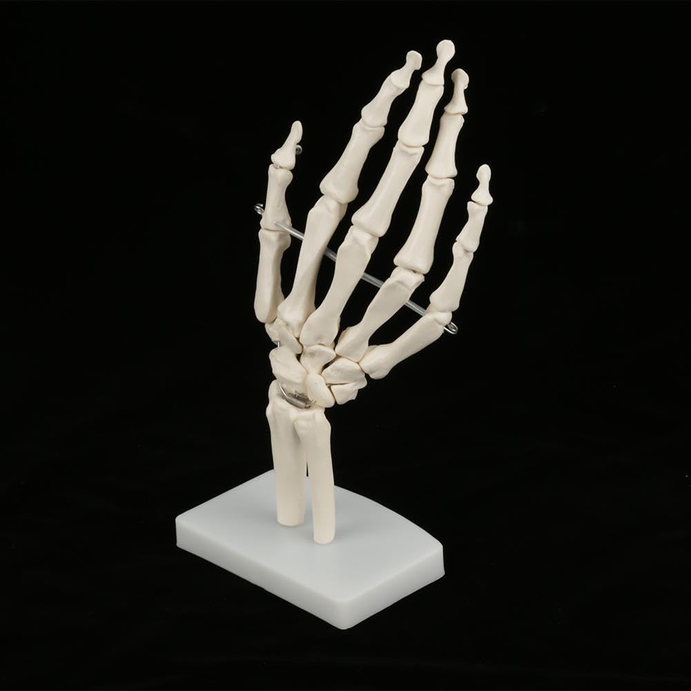 Medizinisches Handknochenmodell, Menschliche Größe Handgelenk Gelenkforschung Knochenmodell für Medizinische Ausstellungen, Künstler, Dekorationen