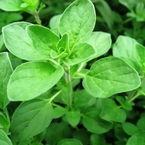 semillas de mejorana perennes resistentes - jardín balcón 800pcs