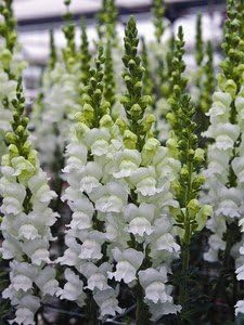 Snapdragon Potomac GF3-4 White 1,000 Seeds