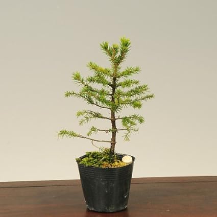 Amazon Co Jp 苗 赤芽蝦夷松 Diy 工具 ガーデン