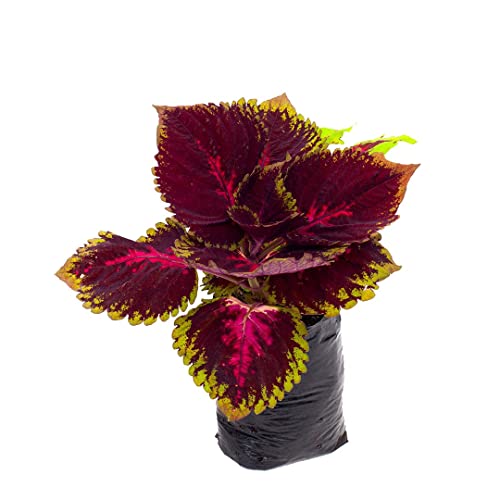 Cóleo - Solenostemon - Natural Planta con Hojas de Color Fantasía