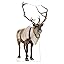 Reindeer