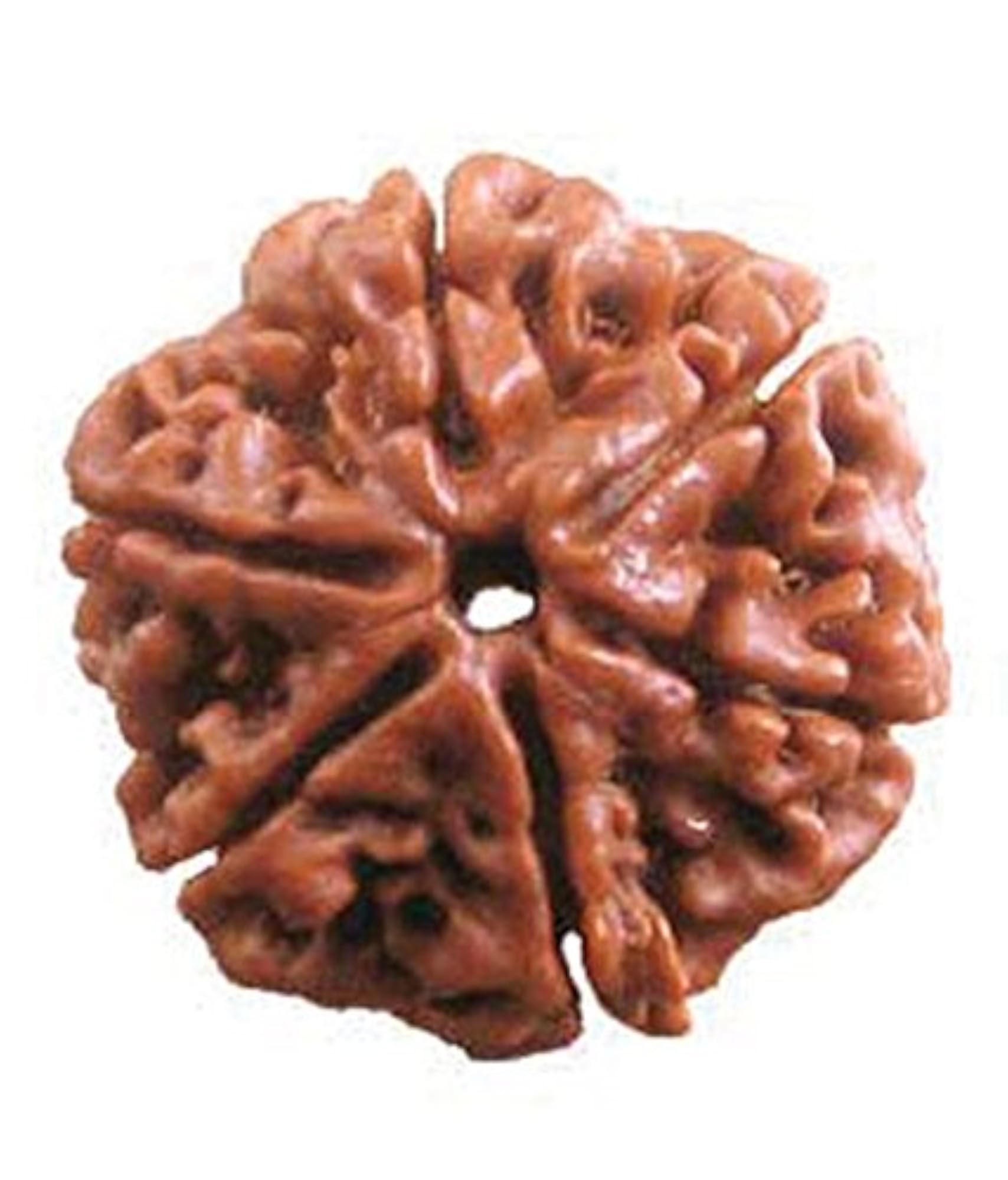5 Mukhi Rudraksha Mala Gold Plated 33 cm Long