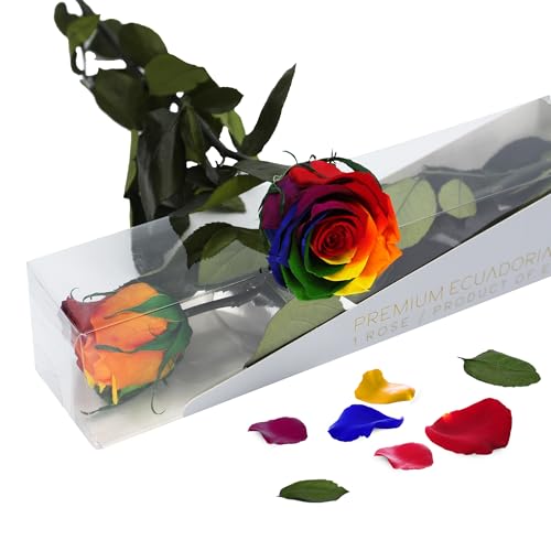 Rosa Eterna Preservada de Color Arco Iris con Tallo 55cm Mujer,Mamá,Novia,Abuela- Flores Infinita para Cumpleaños,San Valentín,Día de la Madre, Rosas Preservadas Rainbow Rainbow
