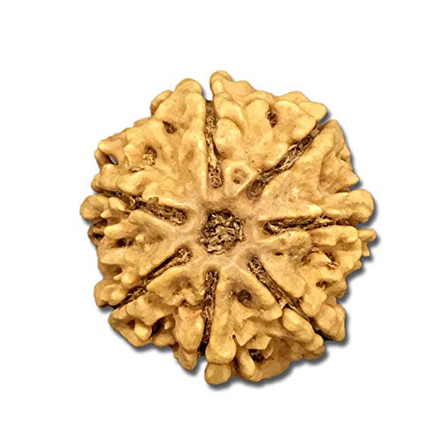 Rudraksha Népal 7 Mukhi 23 mm pour surmonter les blocages internes