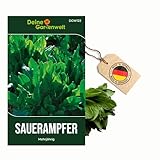 Sauerampfer Mehrjährig Samen - Rumex acetosa...