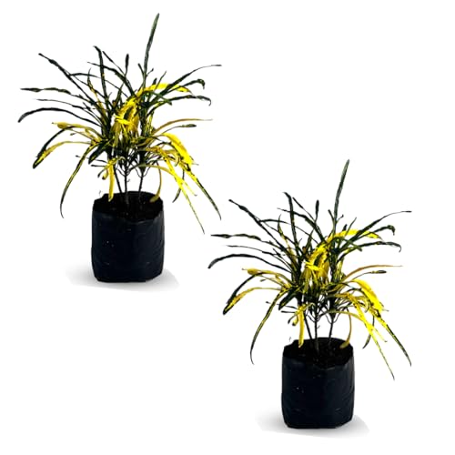 LEAL PLANTS ECUADOR Croton Cock Tail Yellow (Pack of 2) | Vibrant Foliage Tropical Plant | Natural Décor Plant | Colorful Picasso Paintbrush Leaves | Easy Care Indoor/Outdoor Houseplant