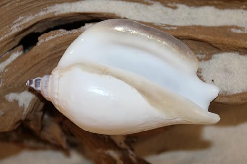 Strombus Epedromis 10 Count (commonly Called a swan Conch) is a Lovely Seashell Used for Coastal Decor, Weddings, Crafting and More! SS-356-10