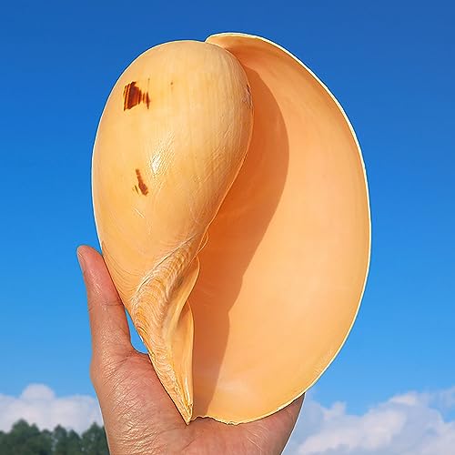 Caracola grande natural para decorada con casas y refugio orgánico de acuarios 5