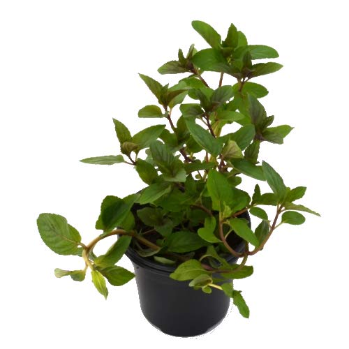 Planta De Menta Piperita Natural En Maceta - 10cm, Ideal Para Cocina O Jardín