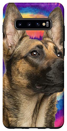 belgian malinois accessories