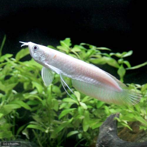 銀製熱帯魚 Amazon | （熱帯魚）アルビノシルバーアロワナ Sサイズ（1匹） 北海道