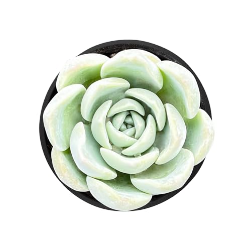 Sprout N Green Echeveria Ice Green sp., Live Rare Succulent Potted 2' Planter, Real House Plant for Party Favors Home Indoor Outdoor Garden Wedding Decoration DIY Projects