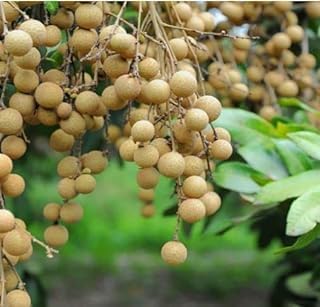 GreenEarth Original Thai Four Season Dragon Eye Longan Plant (GRAFTED) Dimocarpus Longan Live Plant,Fruit After 1Year" Plant Height 1.5ft - 2ft (B0D3J7T6LF) Amazon Price History, Amazon Price Tracker
