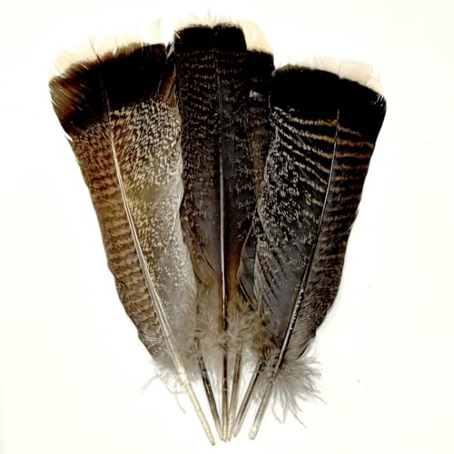 Turkey Tails Feathers Bulk 10pcs Natural Long 8-10 inch (20-25cm) Feathers for Crafts DIY Party Festival Centerpieces and Hat Clothing Decoration (Turkey Tails)