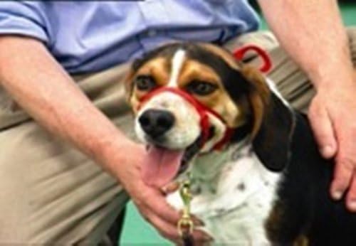 Snoot Loop: Small, Regular, Red