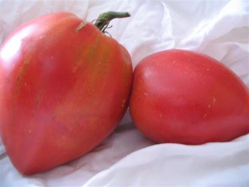 Tomate russe ancienne -Anna Russian- 10 graines