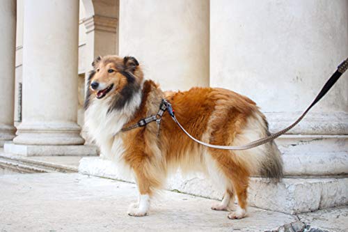 Ferplast Cricket Grande, Peitoral para Cães, Azul, com Estofamento Interno Ferplast para Cães, Grand