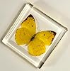 2.9" Real Lemon Emigrant Butterfly in Crystal Clear Lucite Resin Specimen Preserved Catopsilia Pomona Taxidermy Crafts Collection for Biology Science Education Paperweight Display Supplies #5