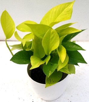CAPPL Fleshy Epipremum Aureum Neon Yellow Green Color Plant (Pot Included) with Fertilizer Free