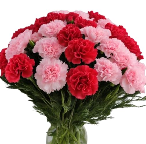 KaBloom - 18 Red And Pink Carnation Without Vase - Fresh Flowers for Birthday, Valentine's & Mother's Day