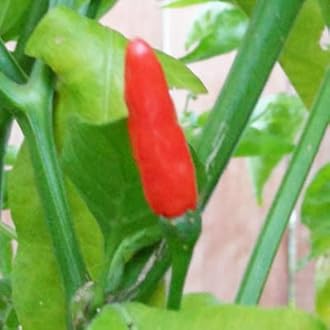 2 OZ Fiery Farms African Birds Eye Dry Chili Pepper Pods (Birdseye or Piri Piri) Non-GMO