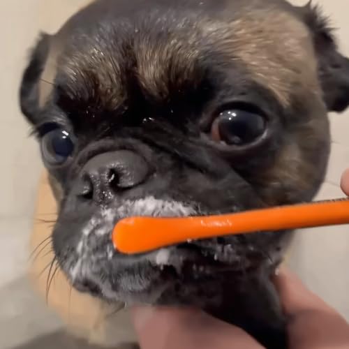 Image of Enzymatic Toothpaste for Dogs Banana Mint by Paw Ready|Cleans Teeth and Freshens Breath|Safe for Puppies, Clinical Care (3.5oz)