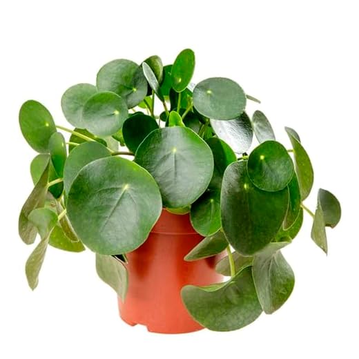 Unique Chinese Money Plant for Indoors
