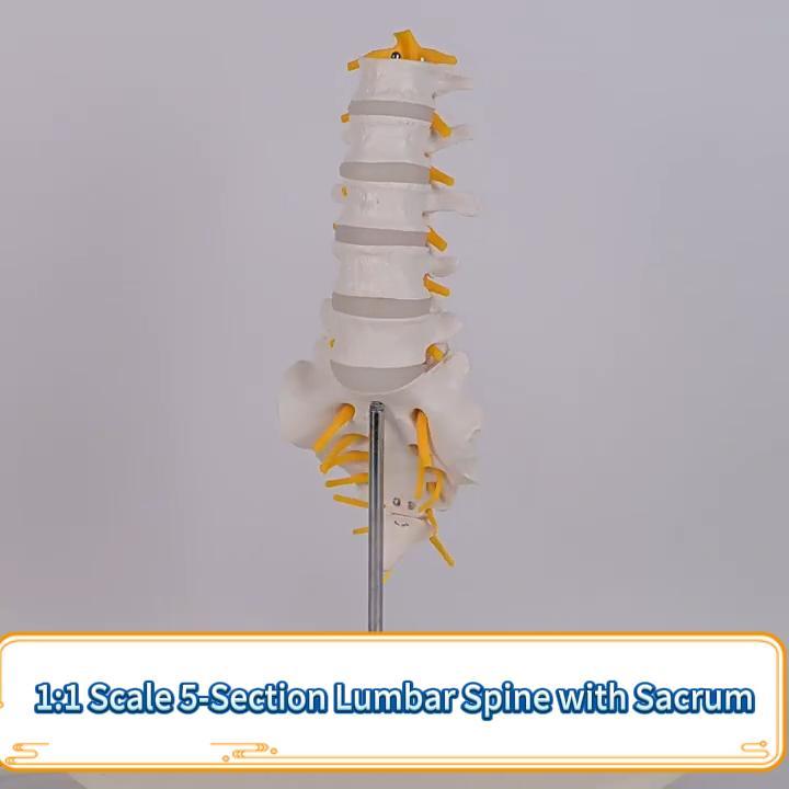 Image of 5 Section Lumbar Spine Model with Sacrum and Spinal Nerves,Life Size Vertebral Column Model for Chiropractic,Patient Education Demonstration,Excellent Way for Demonstrating Disc