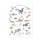 scriptum ABC Poster Meerestiere Deutsch – Lernposter 