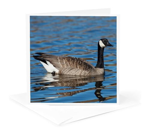 Danita Delimont ? Rick A�u���E�� ? Geese ? �č��A�I���S���B�ABaskett Slough NWR�A�J�i�_Goose�ABranta Canadensis�B ? �O���[�e�B���O�J�[�h Individual Greeting 