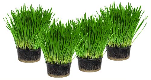 Cat Grass x 4 Pack (Grow your own kits)