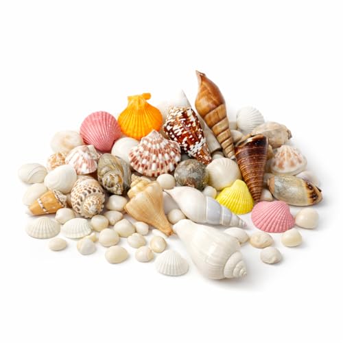 Image of Nivip Mixed Natural Seashells 450g - Different Sizes (2-6 cm), Unique Shapes & Colors for Aquarium, Vase Filler, Beach Decor, DIY Crafts, Resin Art, Home Decoration