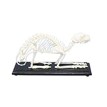 C & A Scientific - Premiere 51009 Real Cat Skeleton