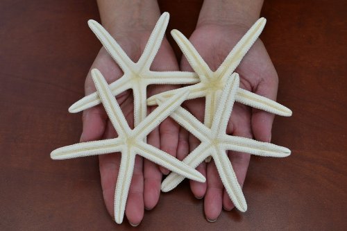 4 Pcs White Pencil Starfish Star Sea Shell Wedding Craft 4