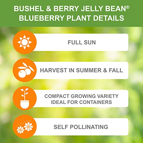 Bushel And Berry Blueberry Jelly Bean Plant Bare Root, Non-Gmo (Bag Of 1) #TOP1
