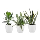 deco avec cache pot PRODUITS DE QUALITÉ ET LIVRAISON RAPIDE : chez Bakker, notre préoccupation principale est de rendre votre vie plus verte et de magnifier vos intérieurs, vos jardins ou vos terrasses. Depuis plus de 70 ans, nos clients font confiance à l'excellente qualité de notre gamme complète de produits et nos méthodes de livraison. Cela fait de Bakker le numéro 1 de l'expédition de plantes en Europe.