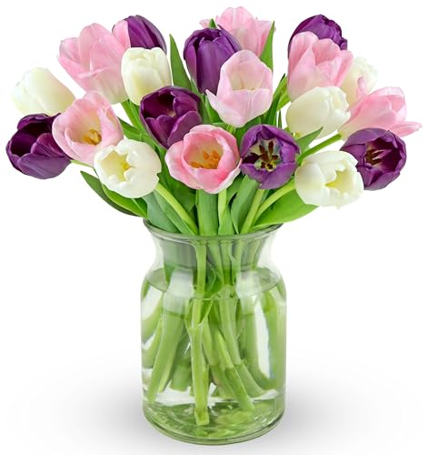 Benchmark Bouquets Seasonal Tulip Mix – Mothers Day Flowers for Delivery – Fresh Cut Tulips for...