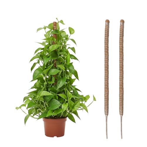 Wigearss 2 Piezas Tutor de Plantas Trepadoras sobre Estaca, Tutor de Coco de 60 cm, Ancho de 4 mm, Soportes Plegables para Plantas Trepadoras, Adecuado para Plantas de Interior, Monstera