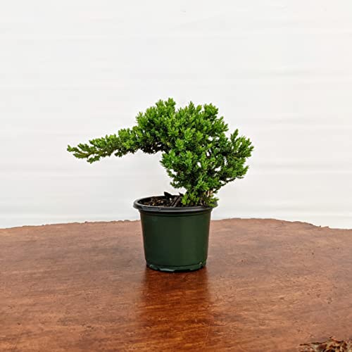 Bonsai Outlet Windswept Juniper Bonsai Trees thumb #5