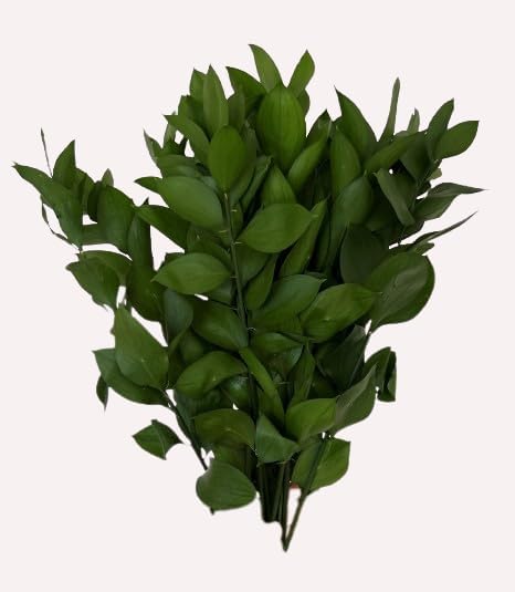 FRESH CUT RUSCUS ISRAELI 60cm Pack 300 stems Greens & Fillers for Decoration Wanted Flowers