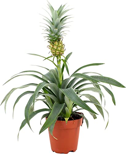 Planta de Piña Ananas Comosus Arbusto Frutal Tropical Planta Piñas Naturales
