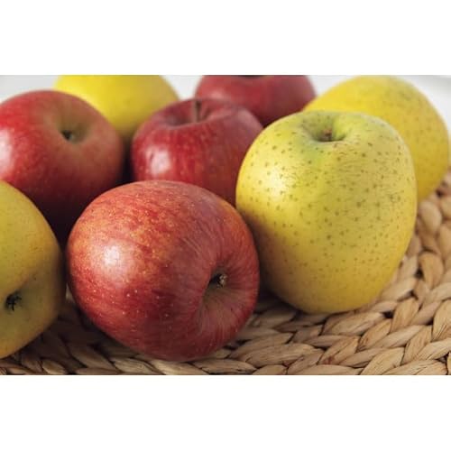 y2025 Εz Lc݂ETӂ񂲁Eт (Ε̂)