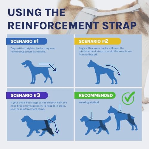 Image of Dog Knee Brace for Torn ACL & Hind Leg Support - Adjustable Dog Hip & Leg Brace for Cruciate Ligament, Arthritis Relief, Joint Stability & Injury Recovery, Color: Grey, Size: M