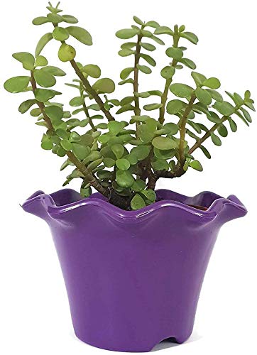 See full amazon price history chart for DeepCLOUD LIVE PLANT Decorative Air Purifying Jade Green Plant with Blossom Pot color- purple DeepCLOUD LIVE PLANT Decorative Air Purifying Jade Green Plant with Blossom Pot color- purple (B07NPQ1BNF) Amazon Price History, Amazon Price Tracker