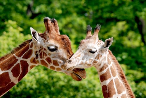 On the Origin of &ldquo;Tall Blondes&rdquo;: Correcting the Record on Giraffe Evolution