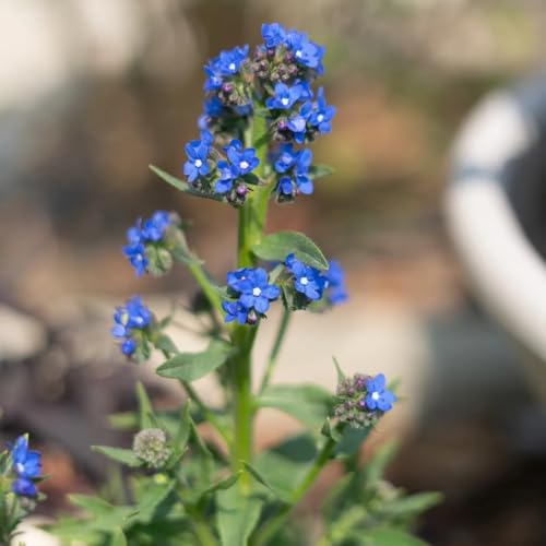 semillas de buglosa, resistentes para el jardín de otoño resistentes, silvestres balcón jardín 60pcs