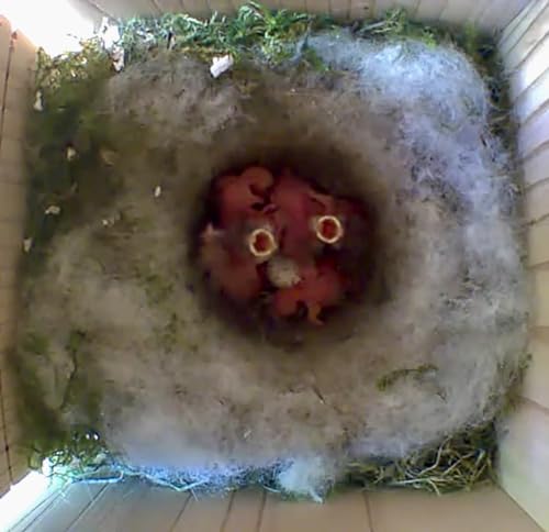 Little Birds Kamera Nistkasten (Kamera Nicht enthalten) für „Blink“ Kamera I ökologisches Massivholz I Katzen- und Spechtschutz I Brutkasten I Kamera Vogelhaus I kein Strom/Kabel nötig